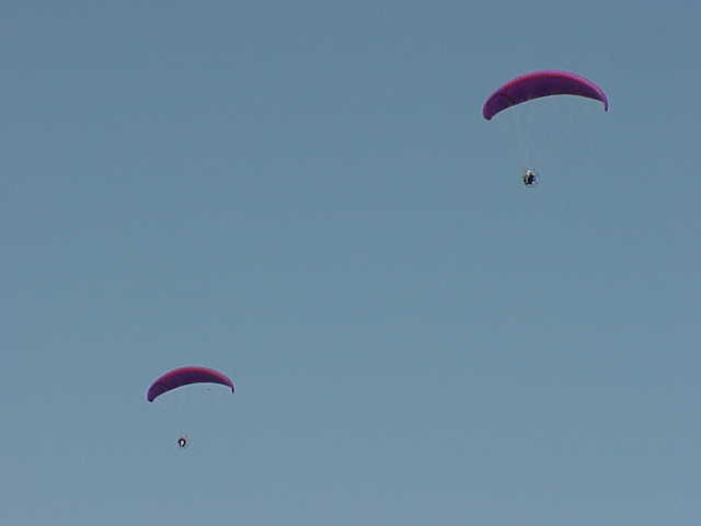 purple gliders
